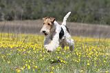 FOX TERRIER 348